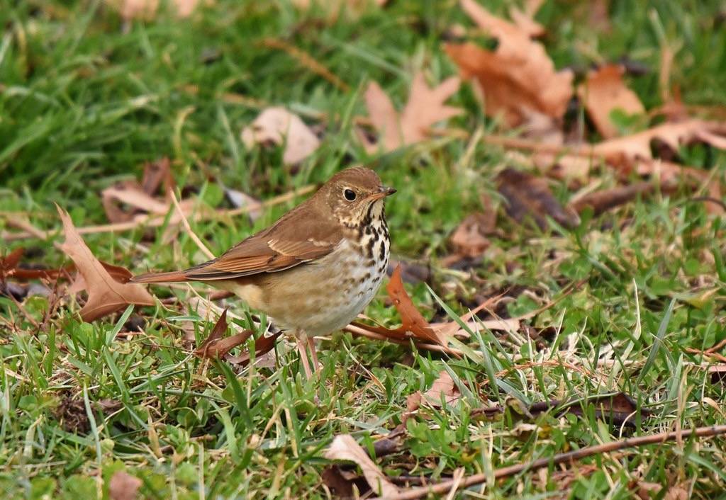 Hermit Thrush by HorsePunchKid is licensed under CC BY-NC-SA 2.0